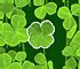 Play Lucky Clover Lucky Clover